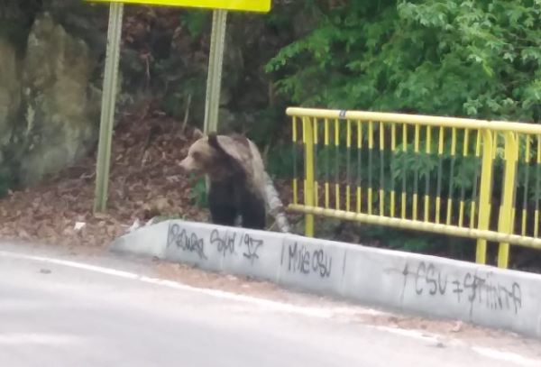 Urșii care intră în localități vor putea fi împușcați