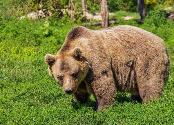 Atacuri ale urșilor în Argeș: au rupt garduri și au omorât animale în curțile oamenilor