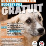 Campanie de sterilizare gratuită a câinilor și a pisicilor la Budești