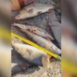 VIDEO. Pescarii de pe râul Olt, verificați de polițiștii vâlceni