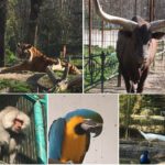 Grădina Zoologică Pitești este deschisă de 1 Mai!