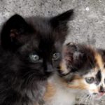 Două cazuri de cruzime și abandon de animale, sancționate de polițiștii din Vâlcea: amenzi de&hellip;