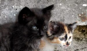 Două cazuri de cruzime și abandon de animale, sancționate de polițiștii din Vâlcea: amenzi de 24.000 de lei