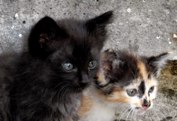 Două cazuri de cruzime și abandon de animale, sancționate de polițiștii din Vâlcea: amenzi de 24.000 de lei