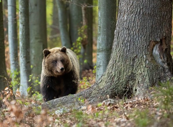 VIDEO. Într-o singură noapte, jandarmii au răspuns la 4 apeluri care semnalau urși în zone locuite!