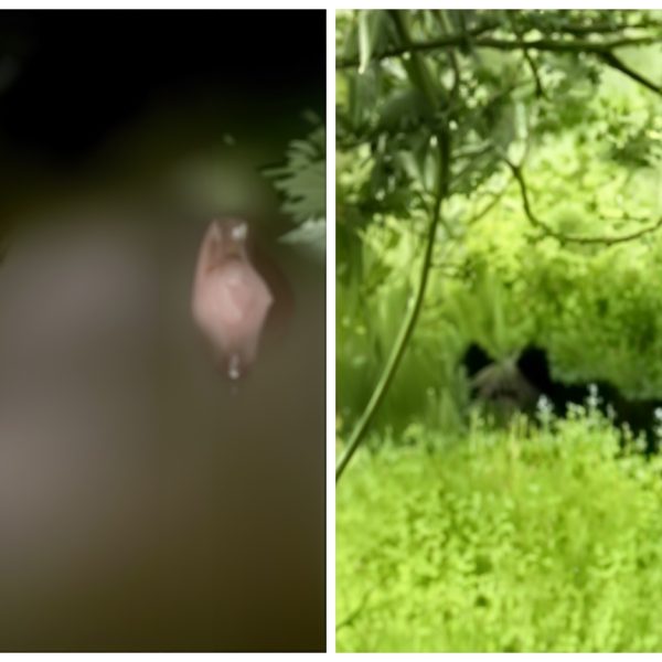 5 oi omorâte de urs, într-o comună argeșeană, în această dimineață
