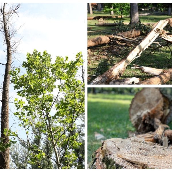 Se taie arborii uscați din Parcul Lunca Argeșului. Evitați zona de intervenție!