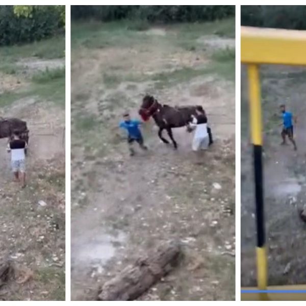 Doi tineri filmați și postați pe Facebook aseară, cum chinuiau un cal, au fost găsiți și amendați zdravăn!