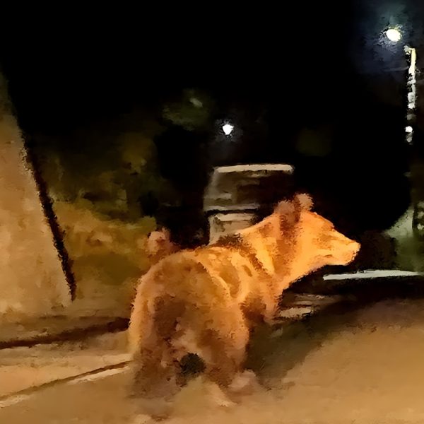 Urși observați în cinci localități din Vâlcea, în weekend-ul care s-a încheiat