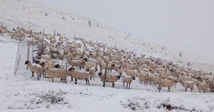 Oile ciobanilor din Vaideeni, blocate pe munte din cauza zăpezii timpurii