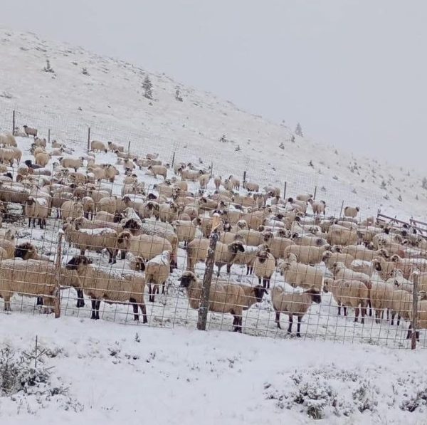 Oile ciobanilor din Vaideeni, blocate pe munte din cauza zăpezii timpurii