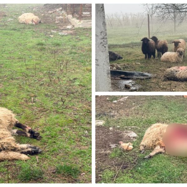 8 oi sfâșiate de urs, într-o gospodărie din Mălureni
