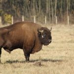 Un argeșean s-a trezit cu un ZIMBRU în curte!