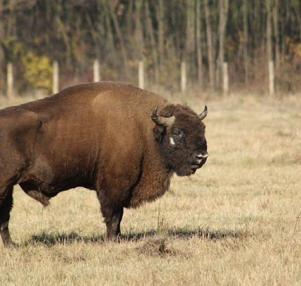 Un argeșean s-a trezit cu un ZIMBRU în curte!