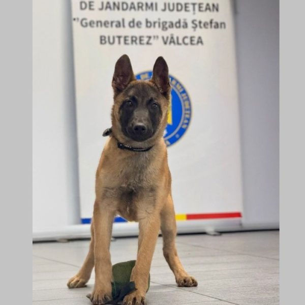 Spot, cățelul care va spune drogurilor „STOP!”, s-a alăturat jandarmilor vâlceni!