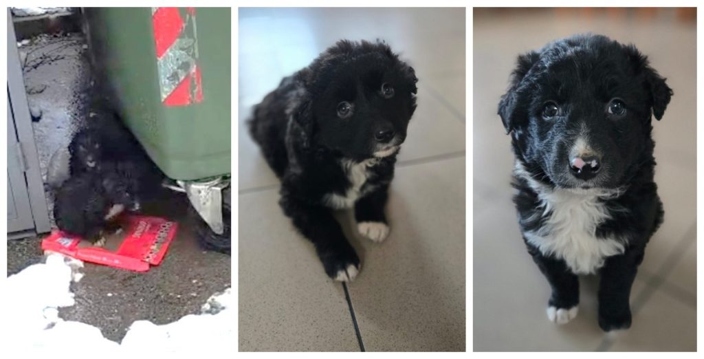 Doi cățeluși lăsați lângă o pubelă, la Călimănești. Bărbatul care i-a abandonat a fost amendat