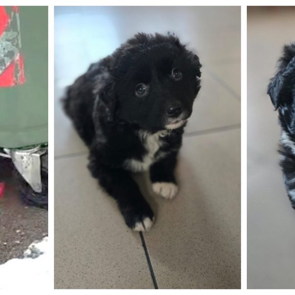 Doi cățeluși lăsați lângă o pubelă, la Călimănești. Bărbatul care i-a abandonat a fost amendat