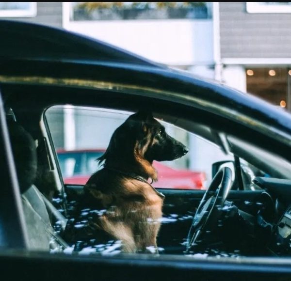 Paradox rutier: sancțiuni mai dure pentru animale pe scaunul din față decât pentru copiii transportați în condiții nesigure