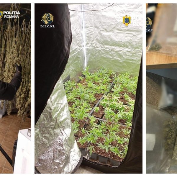 Cultură de cannabis în Argeș, în centrul unei rețele extinse de droguri destructurată de DIICOT
