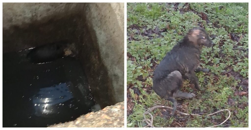 Un cățel, salvat la timp de pompierii vâlceni după ce a căzut într-un bazin