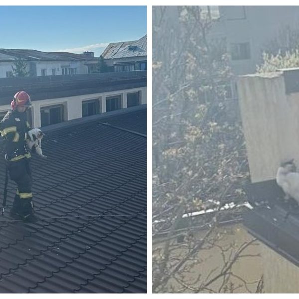 Pisică blocată de trei zile pe un acoperiș, salvată de pompierii vâlceni