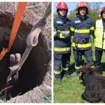 VIDEO. Vițel căzut într-un puț de 5 metri, salvat de pompierii vâlceni