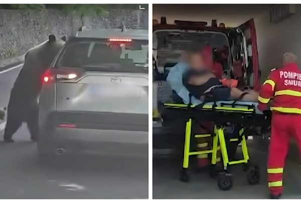 Turist bulgar rănit de o ursoaică pe Transfăgărășan, după ce a încercat să o hrănească din mașină