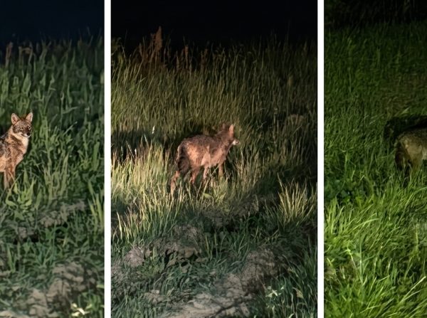 Șacalii au omorât doi miei și o oaie într-o gospodărie din Argeș. Inițial s-a crezut că este vorba despre un urs
