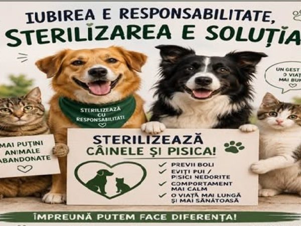 Sterilizarea câinilor și pisicilor, gratuită la Ștefănești. Primăria a anunțat programul campaniei