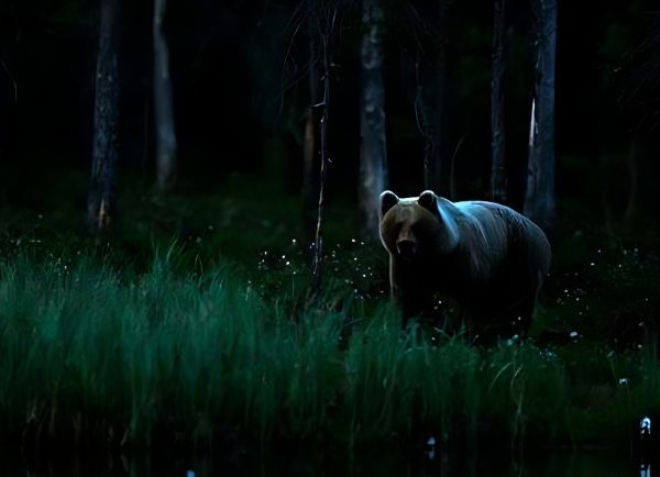 VIDEO. Lăsată singură în pădure de iubit după întâlnirea cu un urs, o femeie din Câmpulung a fost salvată de jandarmi