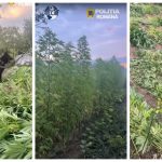1.000 de plante de canabis, descoperite în grădina unui bărbat din Balș. Cultura era ascunsă&hellip;