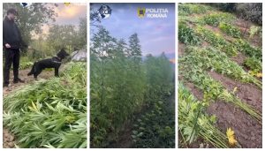 1.000 de plante de canabis, descoperite în grădina unui bărbat din Balș. Cultura era ascunsă printre porumb și viță-de-vie