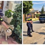 Poliția avertizează: Animalele lăsate fără apă și umbră, în plină caniculă, pot aduce amenzi de&hellip;