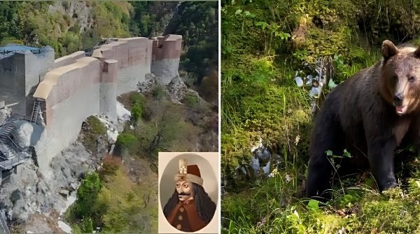 Urs la Cetatea Poienari. Turiștii pot urca în continuare, dar numai în grupuri organizate