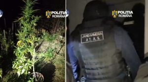 VIDEO. Un bărbat din Curtea de Argeș, arestat pentru trafic de droguri. Avea aproape un kilogram de canabis în casă