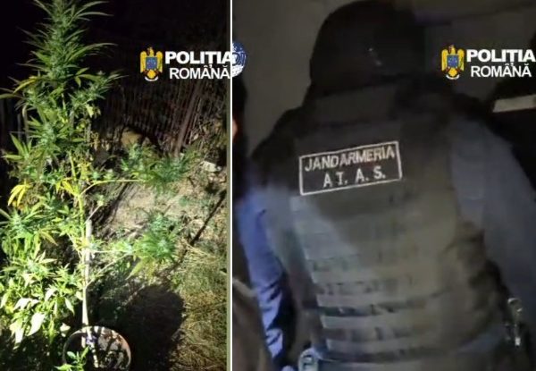 VIDEO. Un bărbat din Curtea de Argeș, arestat pentru trafic de droguri. Avea aproape un kilogram de canabis în casă
