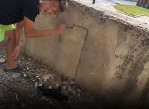 Doi cățeluși omorâți și alți cinci răniți de doi copii