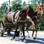 Un argeșean a furat o căruță cu doi cai și a ajuns cu ea în&hellip;