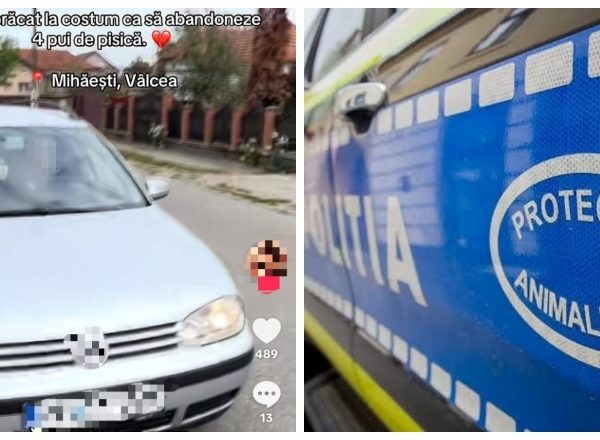Amendă de 12.000 de lei pentru abandonarea a patru pui de pisică